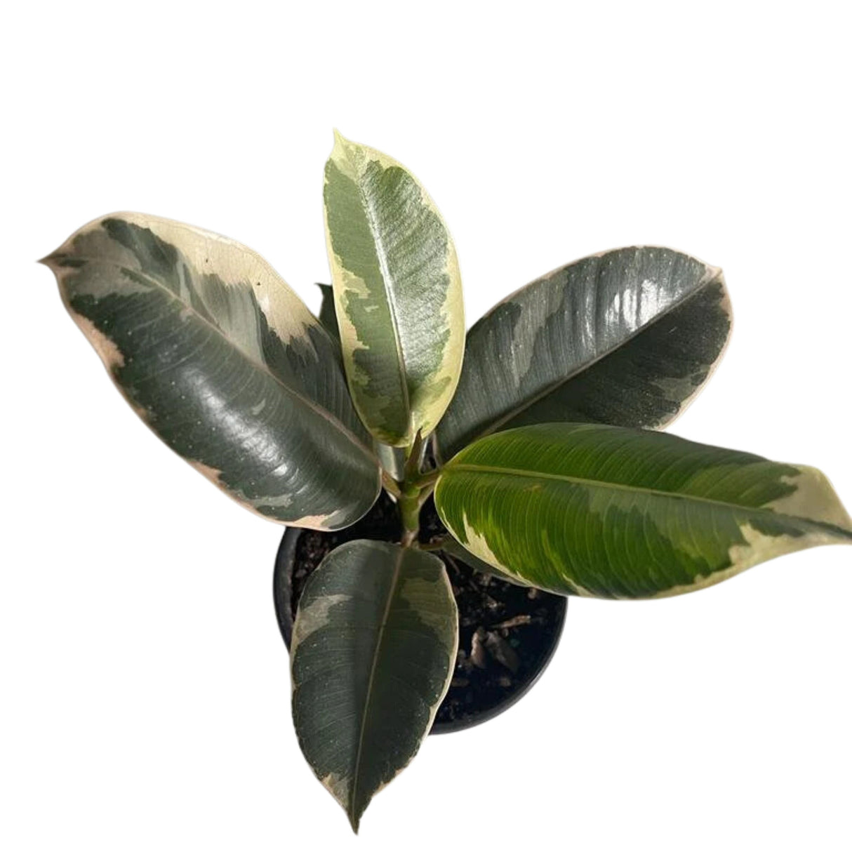 Variegated ficus elastica tineke rubber plant 4 inch - Ficus elastica Tineke - Rubber Tree - Variegated Tropical Plant - Indoor Plant