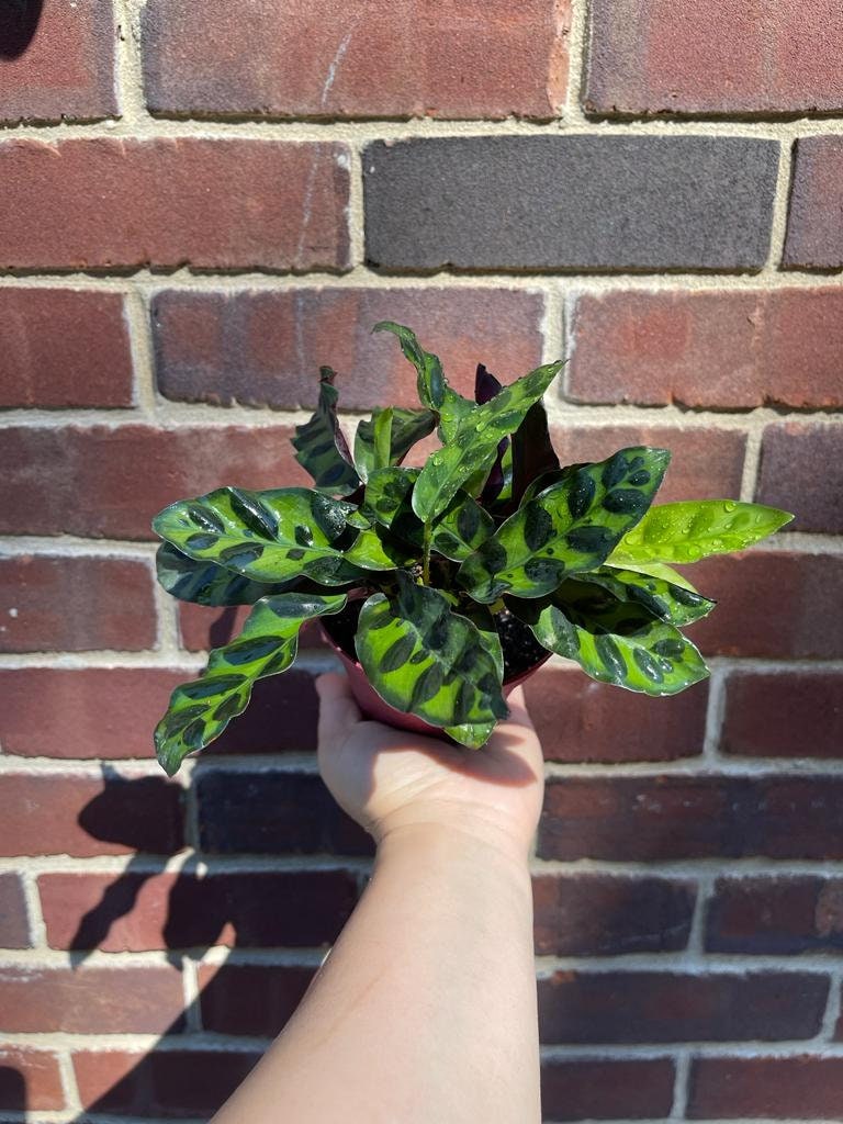 Rare Calathea Lancifolia 2” pot - Air purifier plant - Rare Houseplant - Rattlesnake Plant - SAME PLANT as pictures