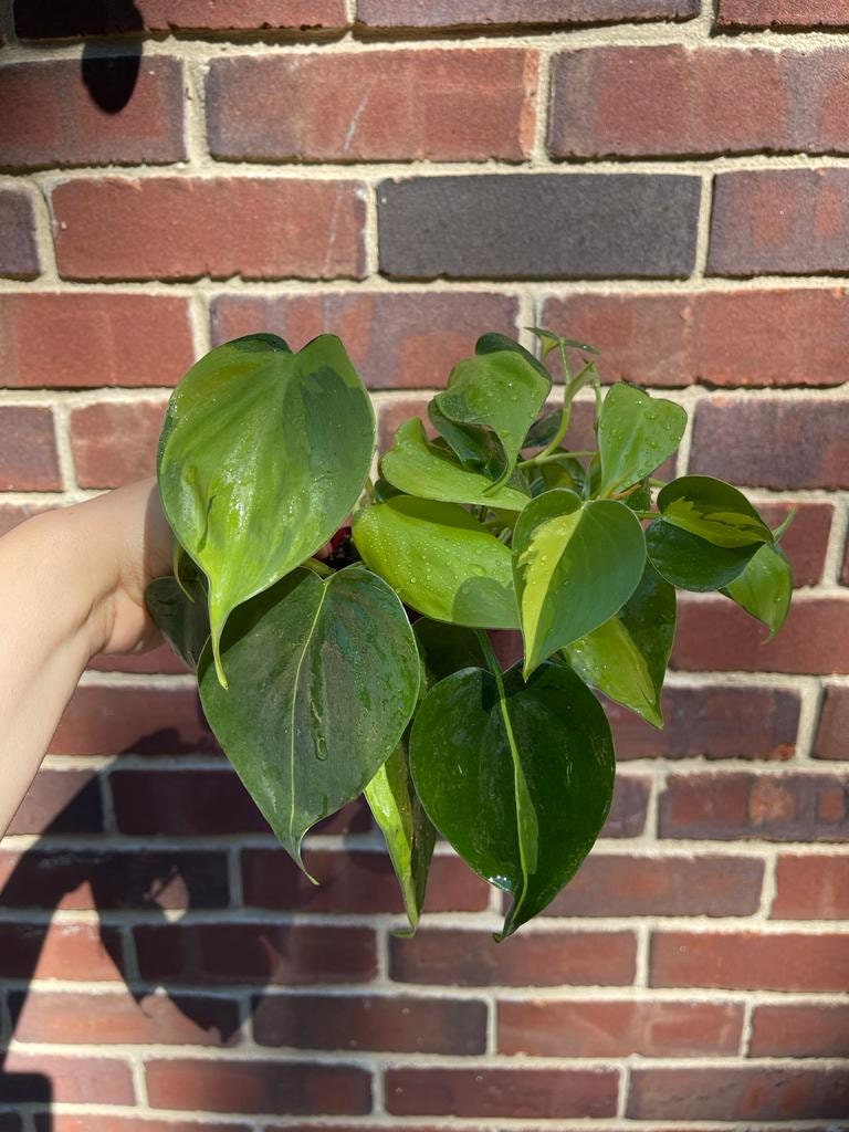 Rare Brazilian philodendron mature vines in 4" Pot- Philodendron Brazil - philodendron hederaceum - SAME PLANT as pictures