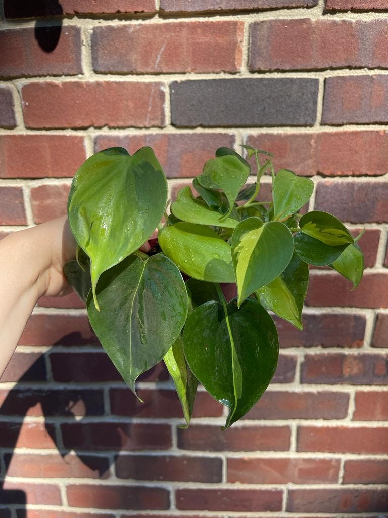 Rare Brazilian philodendron mature vines in 4" Pot- Philodendron Brazil - philodendron hederaceum - SAME PLANT as pictures