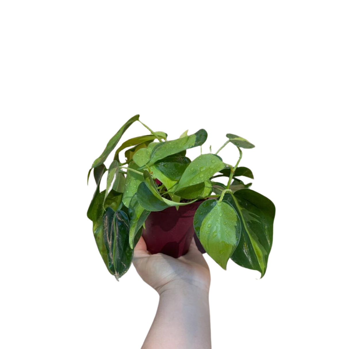 Rare Brazilian philodendron mature vines in 4" Pot- Philodendron Brazil - philodendron hederaceum - SAME PLANT as pictures