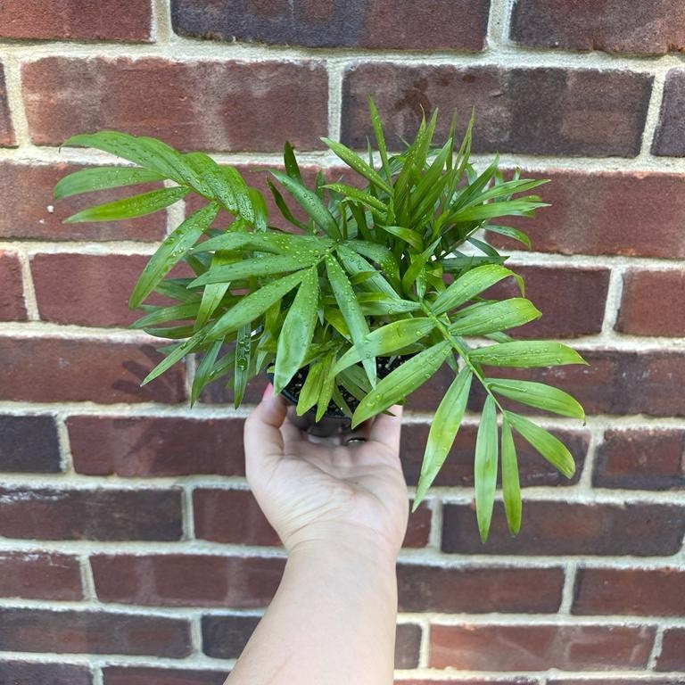 Parlor Palm Indoor Plant 2" Pot - Chamaedorea elegans- Easy care low light House plant - Air Purifier Plant in pot