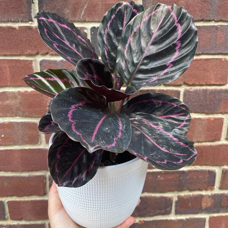 Calathea Roseopicta Dottie Plant in a 4" Nursery Pot