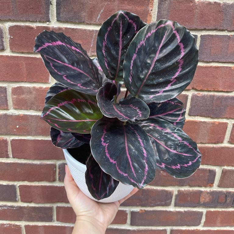 Calathea Roseopicta Dottie Plant in a 4" Nursery Pot