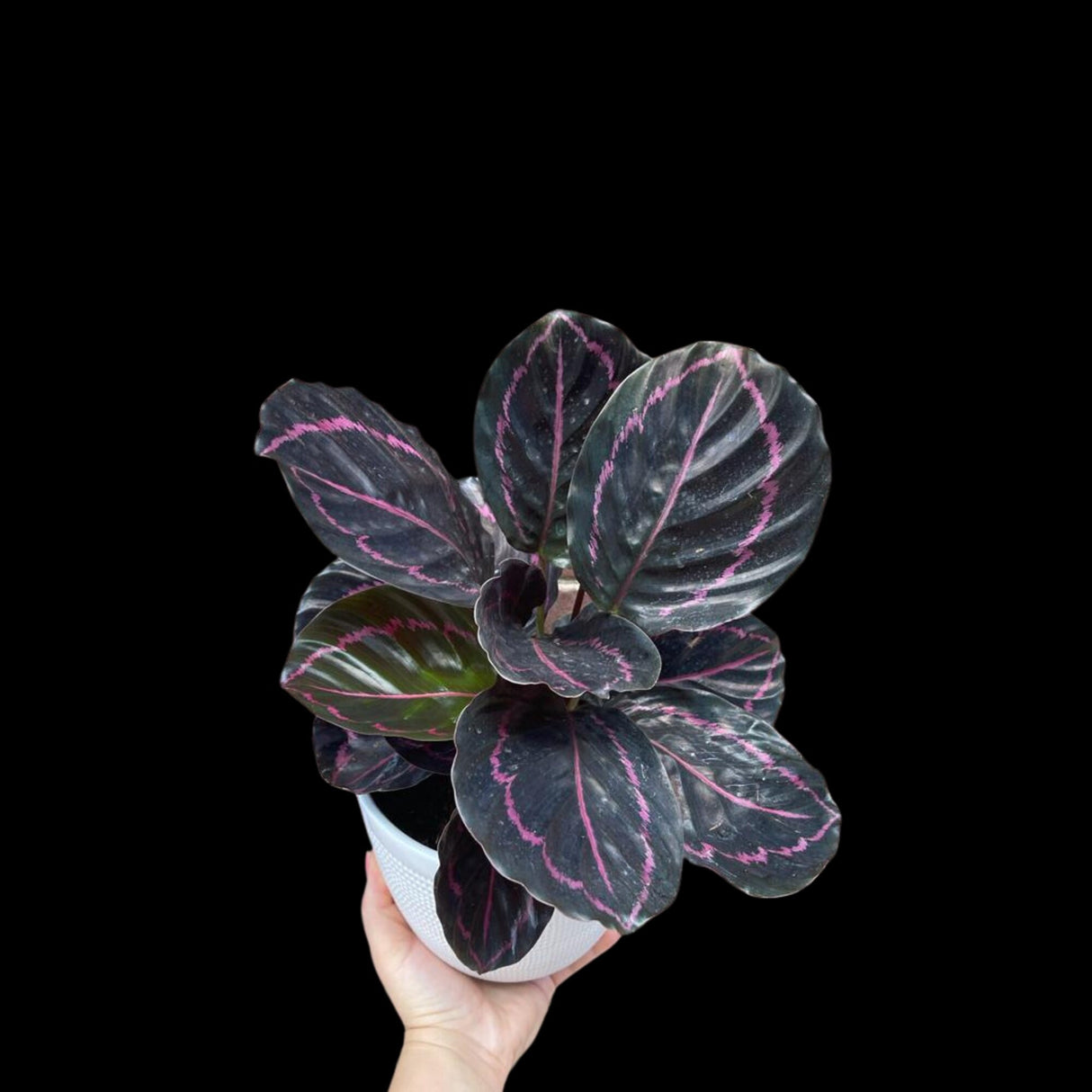 Calathea Roseopicta Dottie Plant in a 4" Nursery Pot