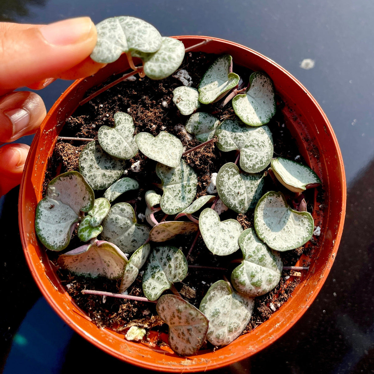 String of Heart Unrooted Cuttings 12 Single Cuts - Starter String of Heart Succulent Plant cutting