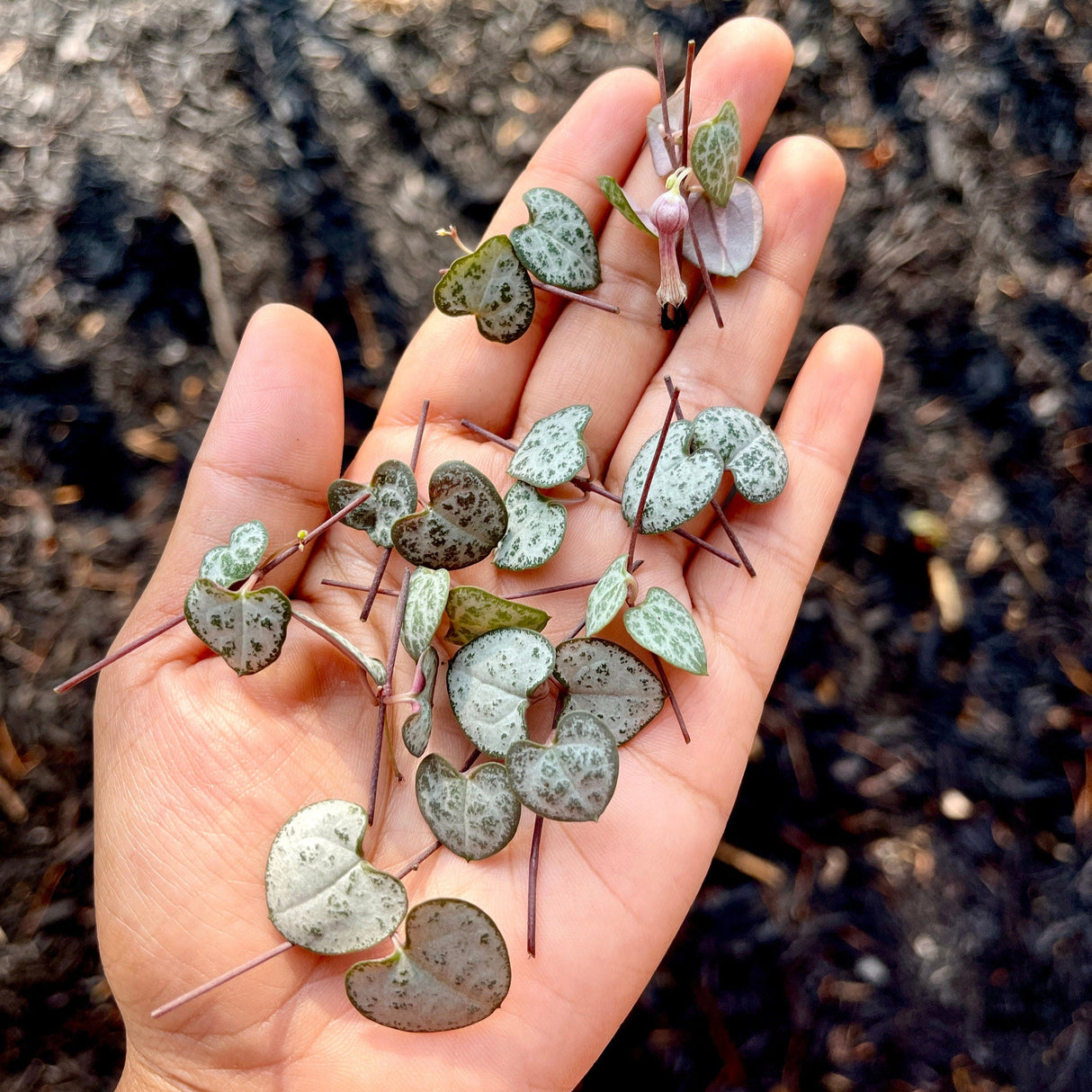 String of Heart Unrooted Cuttings 12 Single Cuts - Starter String of Heart Succulent Plant cutting