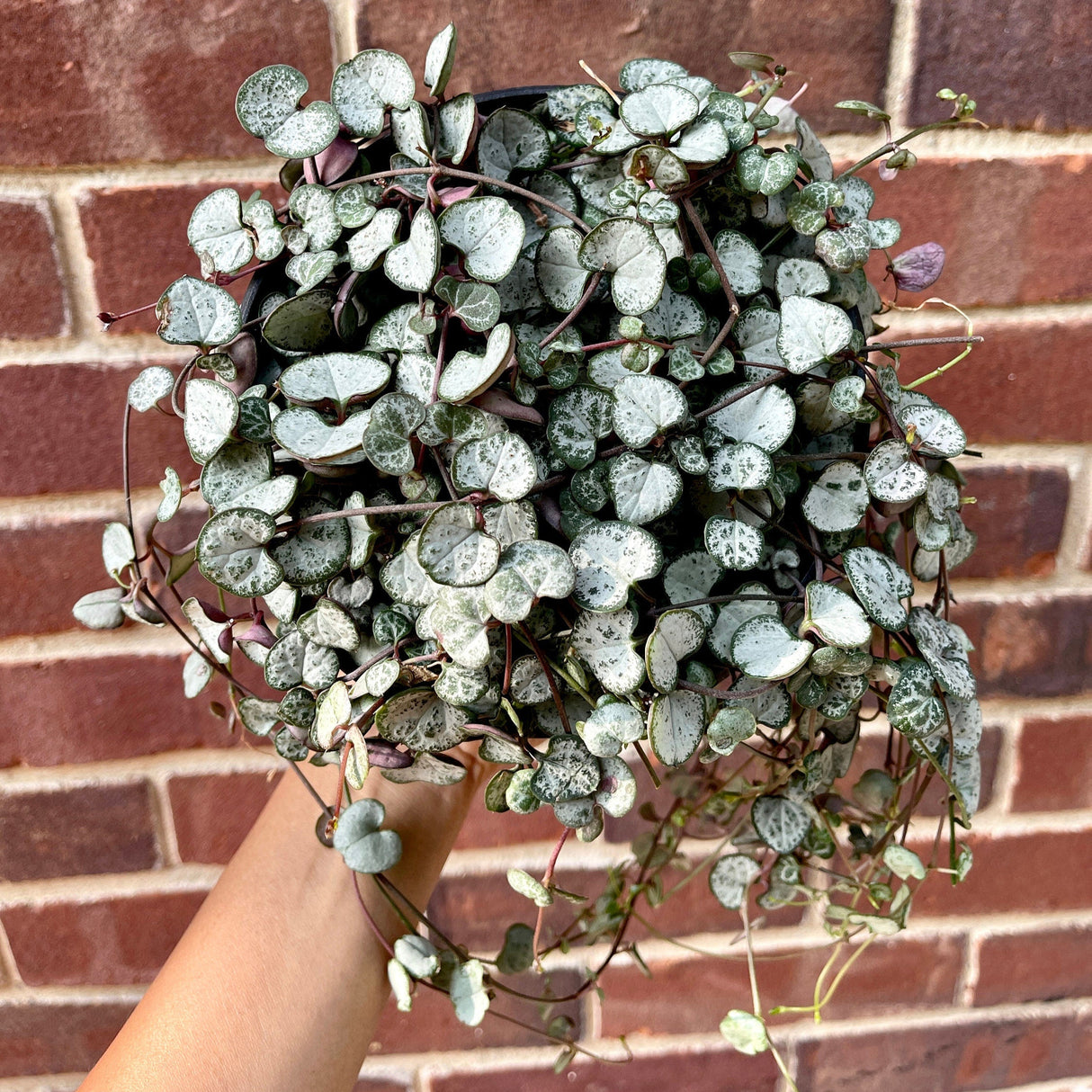 String of Heart Unrooted Cuttings 12 Single Cuts - Starter String of Heart Succulent Plant cutting