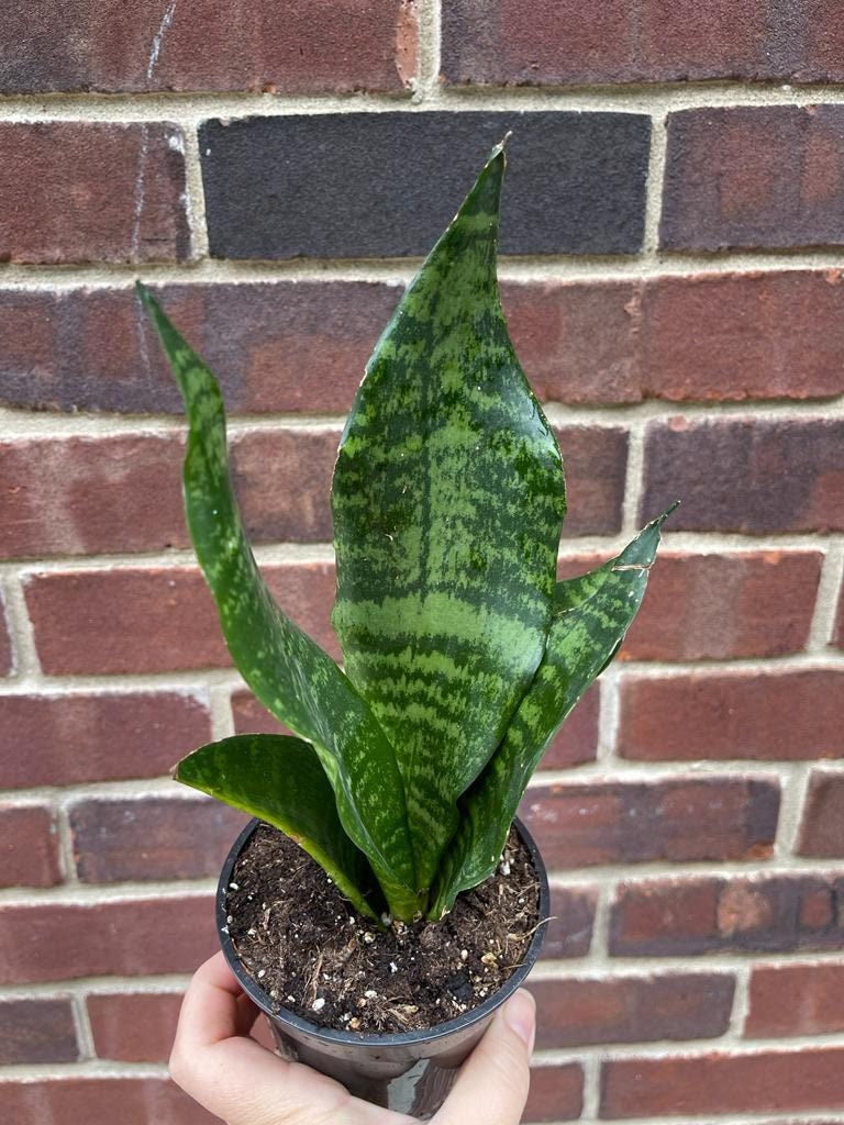 Snake Plant in 3" Pot | Mother-In-Law's-Tongue Plant | Sansevieria Zeylanica | Dracaena trifasciata | Indoor Plants - SAME PLANT as images