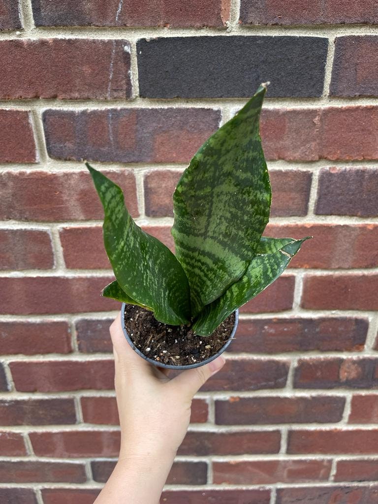 Snake Plant in 3" Pot | Mother-In-Law's-Tongue Plant | Sansevieria Zeylanica | Dracaena trifasciata | Indoor Plants - SAME PLANT as images