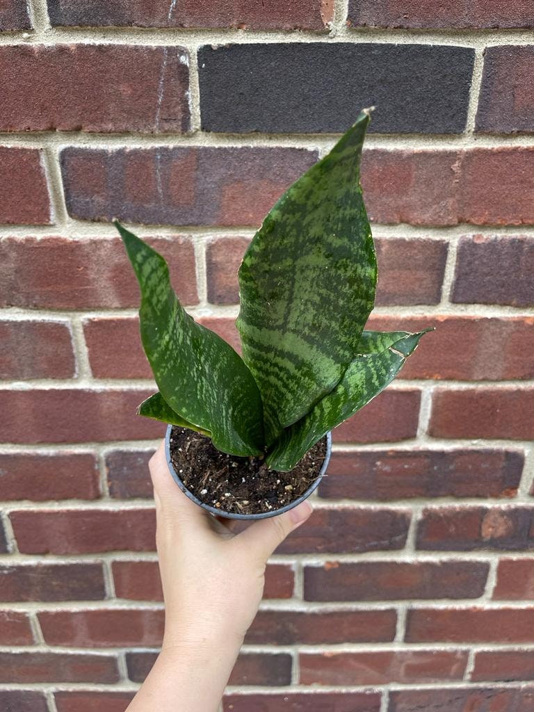 Snake Plant in 3" Pot | Mother-In-Law's-Tongue Plant | Sansevieria Zeylanica | Dracaena trifasciata | Indoor Plants - SAME PLANT as images