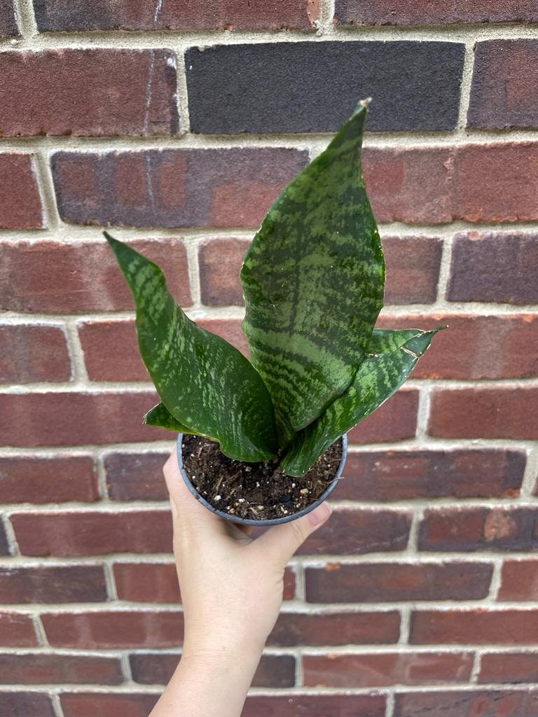 Snake Plant in 3" Pot | Mother-In-Law's-Tongue Plant | Sansevieria Zeylanica | Dracaena trifasciata | Indoor Plants - SAME PLANT as images