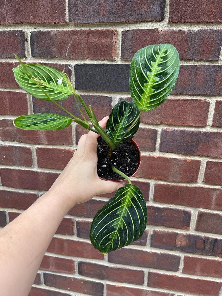 Live Lemon Prayer Plant large mature plant - Maranta Leuconeura - Lemon Lime houseplant - Maranta Lemon Lime - SAME PLANT as images