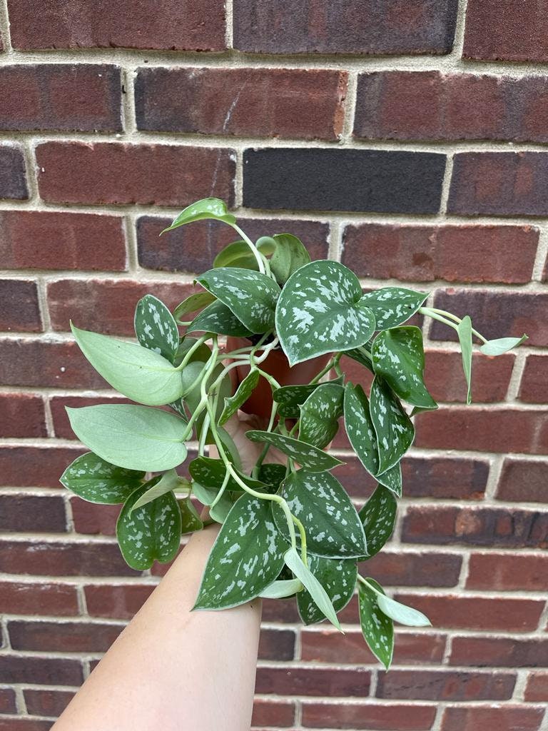 Silver Pothos Live plant with mature vines - Scindapsus Pictus Argyraeus - SAME PLANT as images