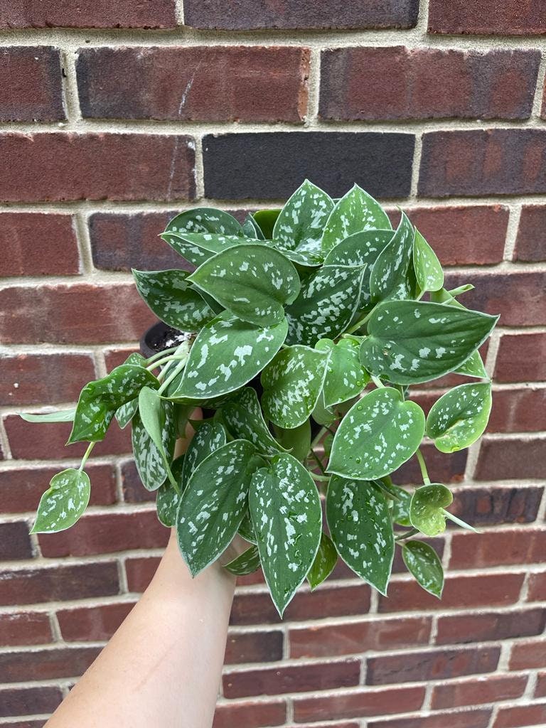 Silver Pothos Live plant 6" pot with mature vines - Scindapsus Pictus Argyraeus
