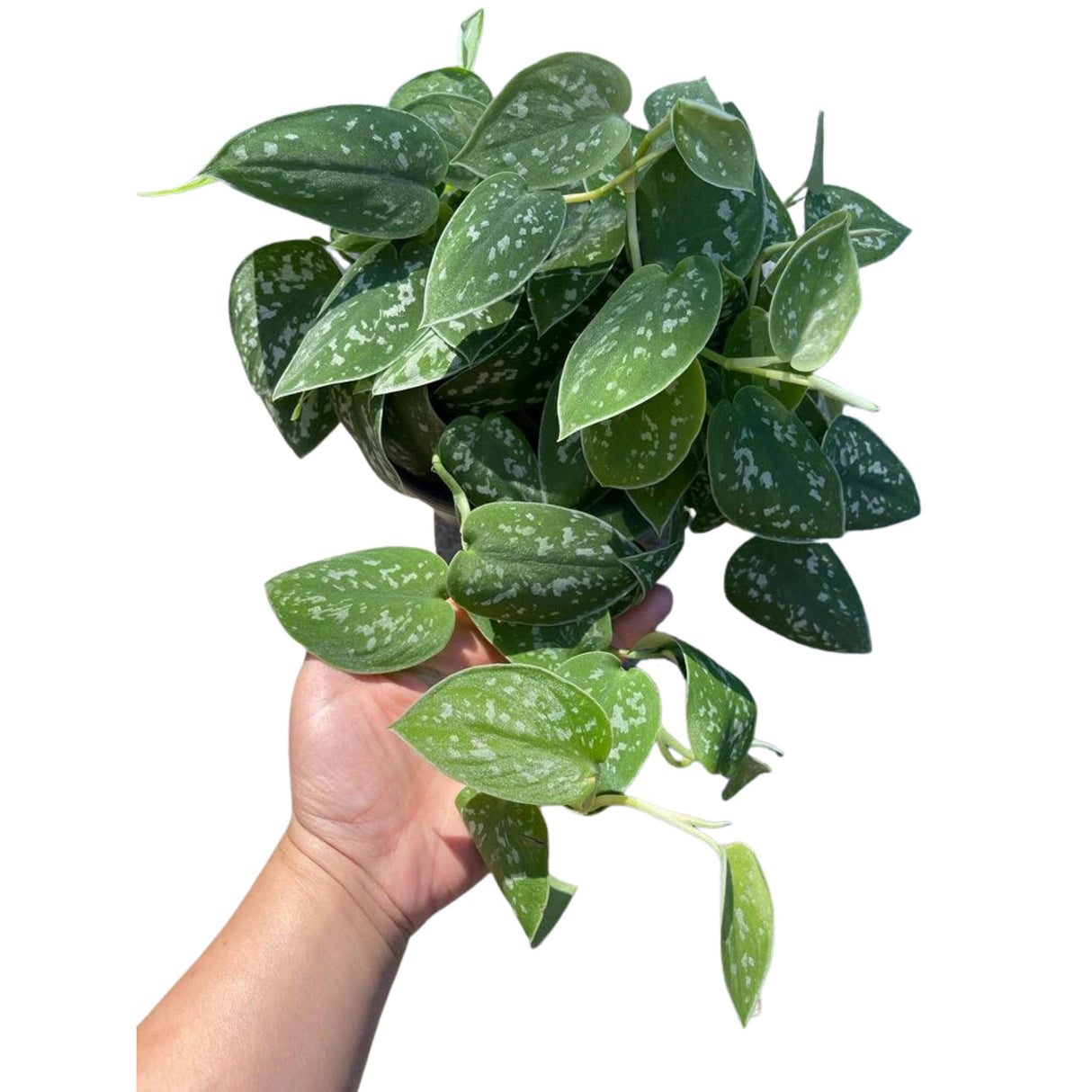 Silver Satin Pothos Live Houseplant - Scindapsus Pictus Argyraeus - Silver Pothos Plant - Easy Care Low-Light Houseplant