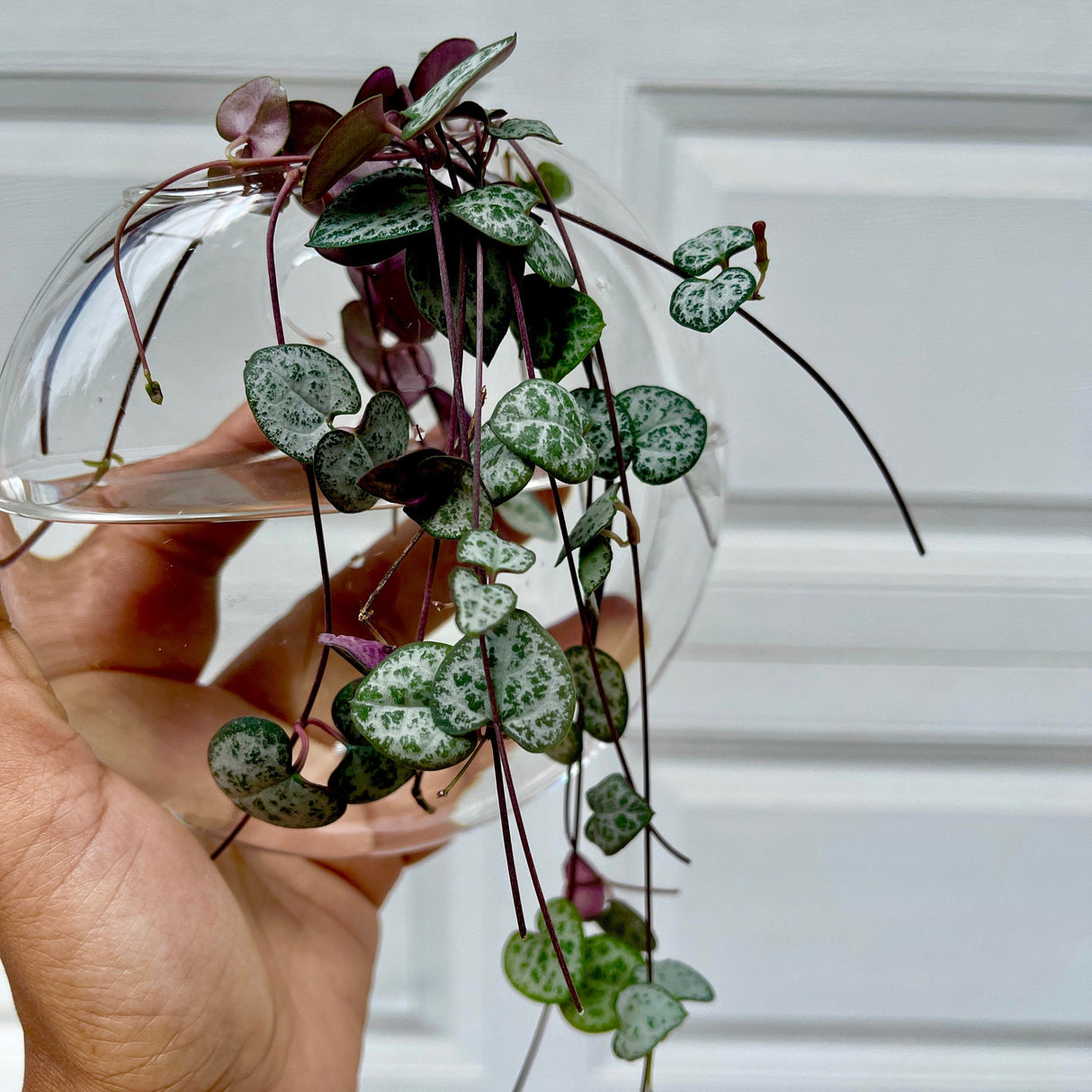 String of Heart Unrooted Cuttings - Beautiful Indoor Succulent with Heart-Shaped Leaves - Low Light Succulent Vining Plant - Plant of Love