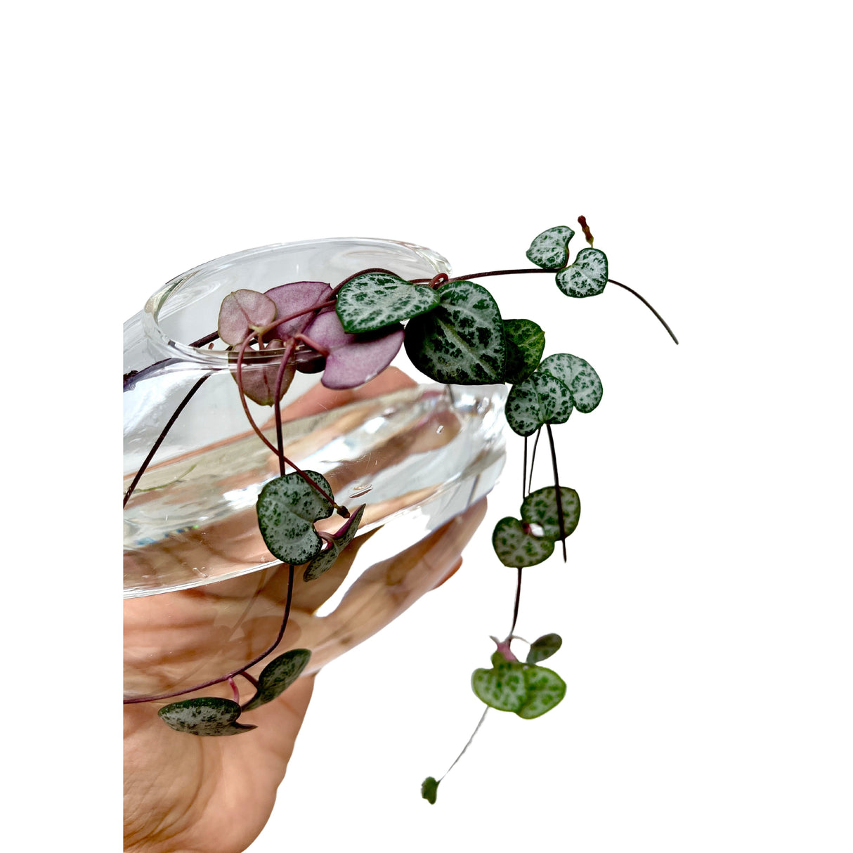 String of Heart Unrooted Cuttings - Beautiful Indoor Succulent with Heart-Shaped Leaves - Low Light Succulent Vining Plant - Plant of Love
