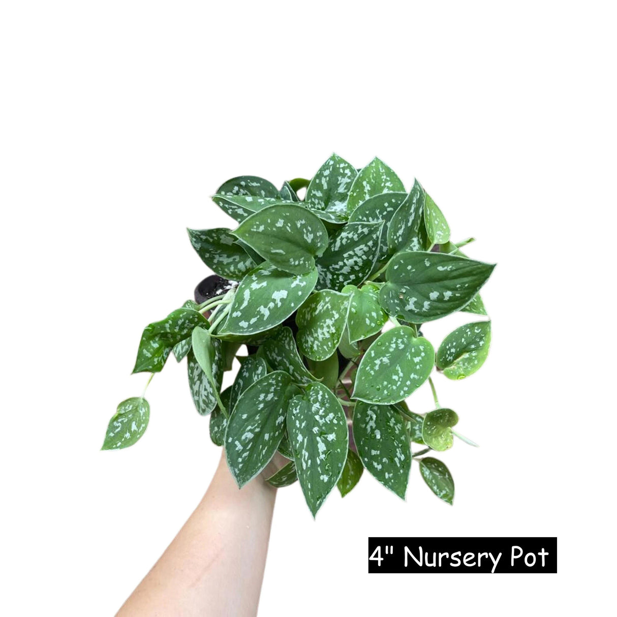 Silver Satin Pothos Live Houseplant - Scindapsus Pictus Argyraeus - Silver Pothos Plant - Easy Care Low-Light Houseplant