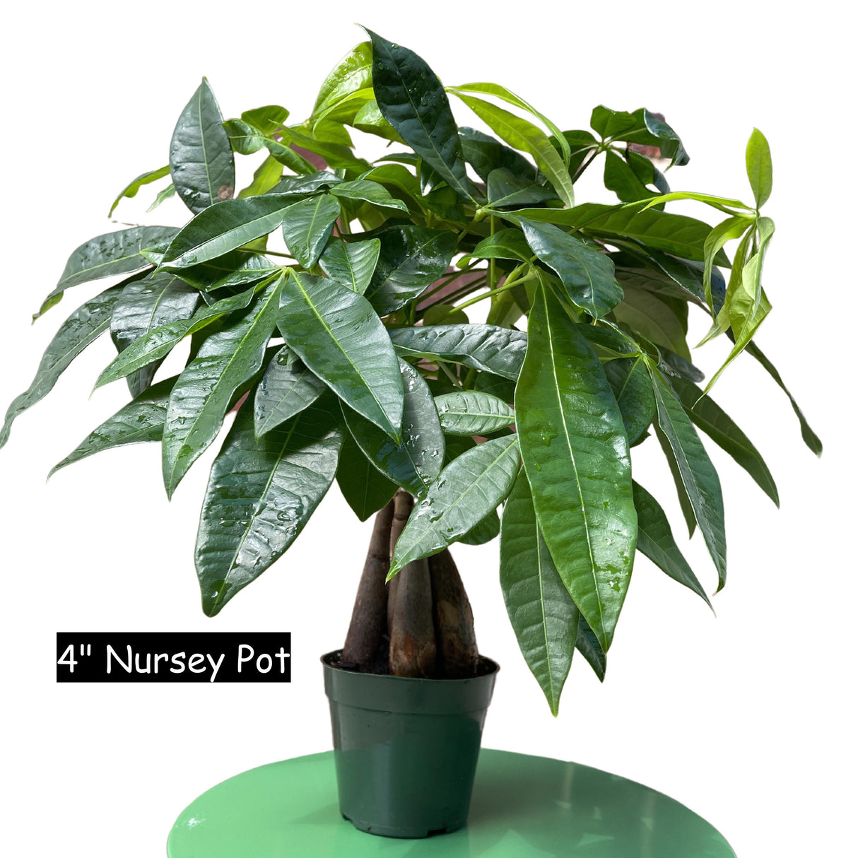 Lucky Money Tree - Lucky Houseplant - Easy Care Tall Indoor Live Plant- Gift Indoor Plant - Pet Friendly Air Purifier Plant