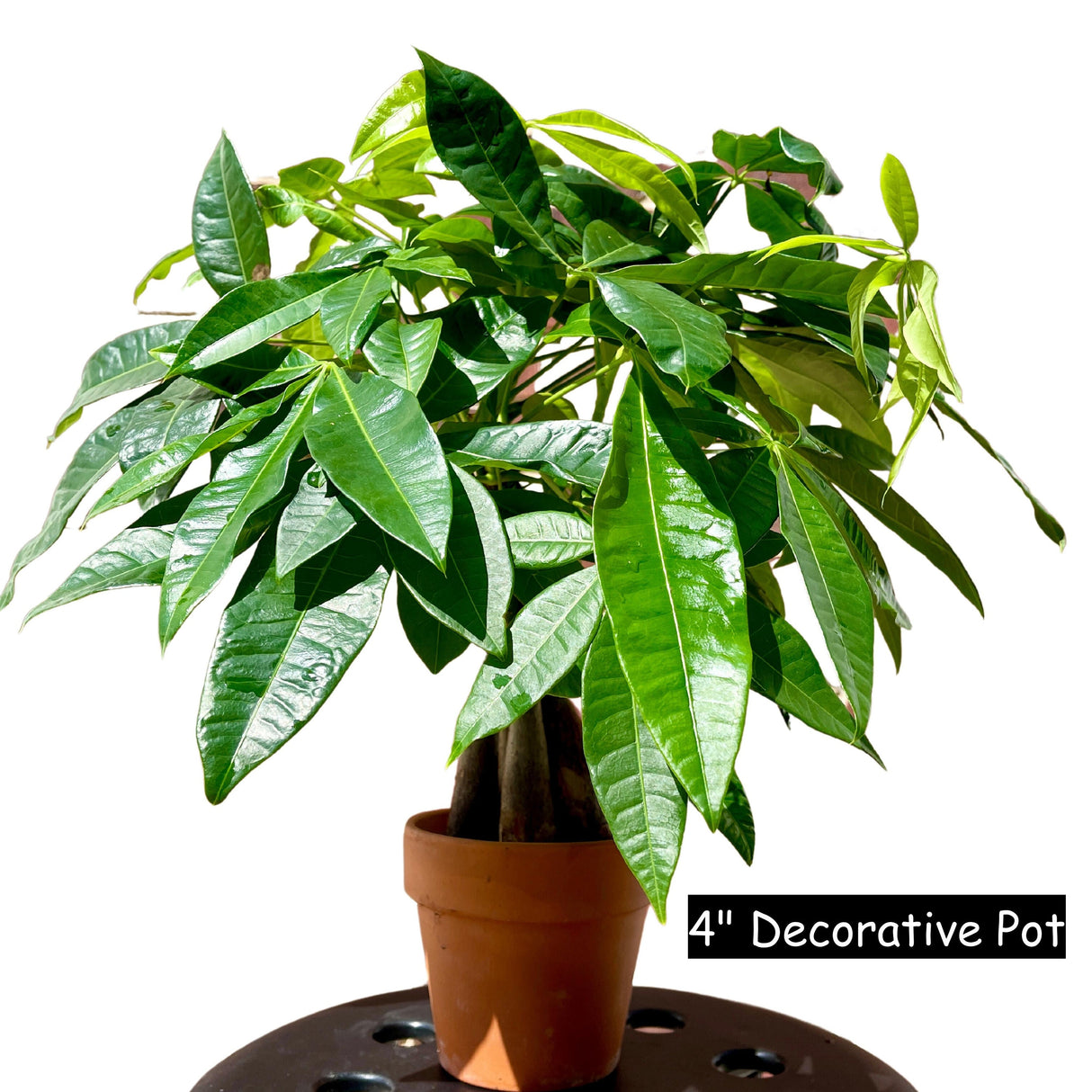 Lucky Money Tree - Lucky Houseplant - Easy Care Tall Indoor Live Plant- Gift Indoor Plant - Pet Friendly Air Purifier Plant