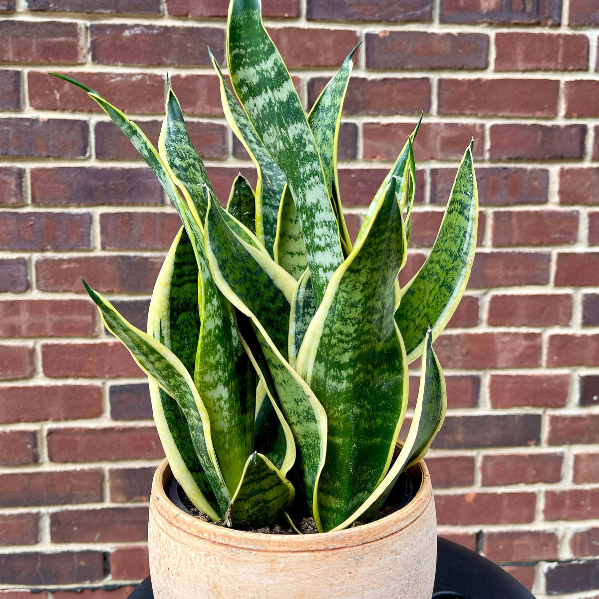 cobra snake plant Snake Plant | Mother-In-Law's-Tongue Plant