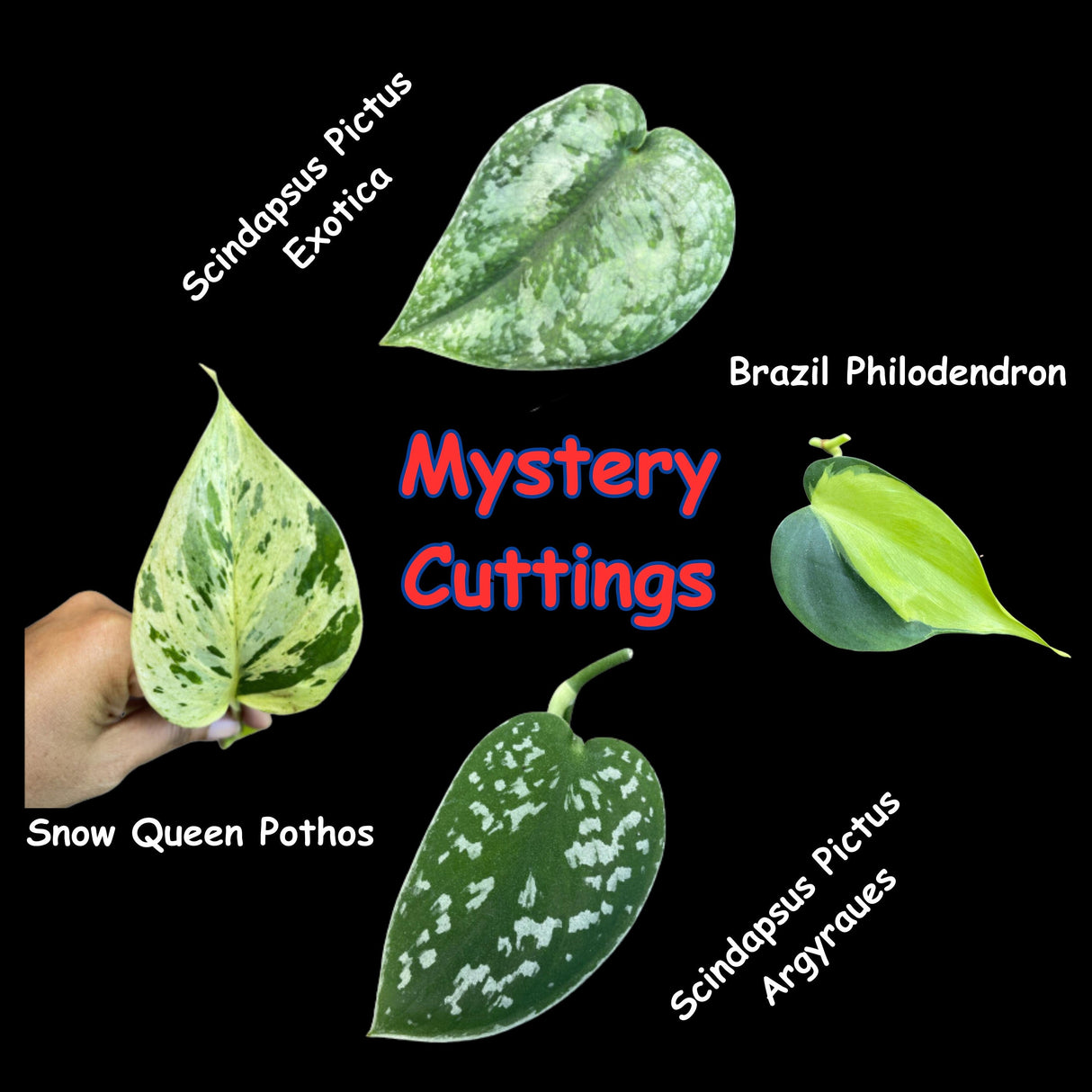Indoor Easy Care plant Cuttings Bundle - Mystery Box House Plant Clippings  - Cuttings for Propagation Pothos Philodendron Wandering Jew