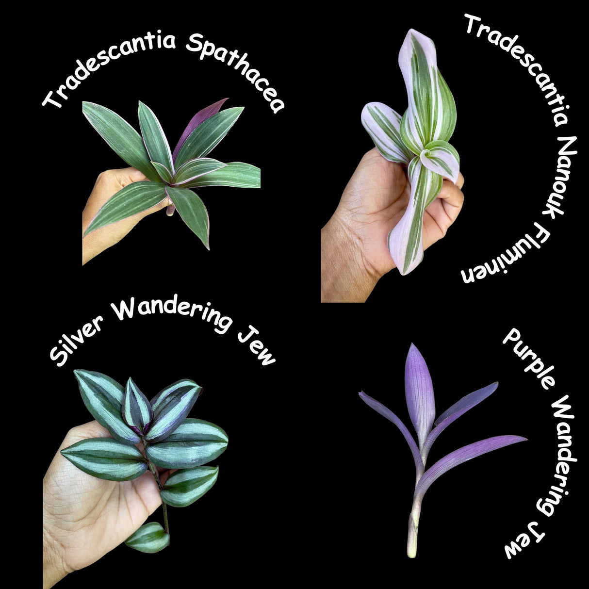 Indoor Easy Care plant Cuttings Bundle - Mystery Box House Plant Clippings  - Cuttings for Propagation Pothos Philodendron Wandering Jew