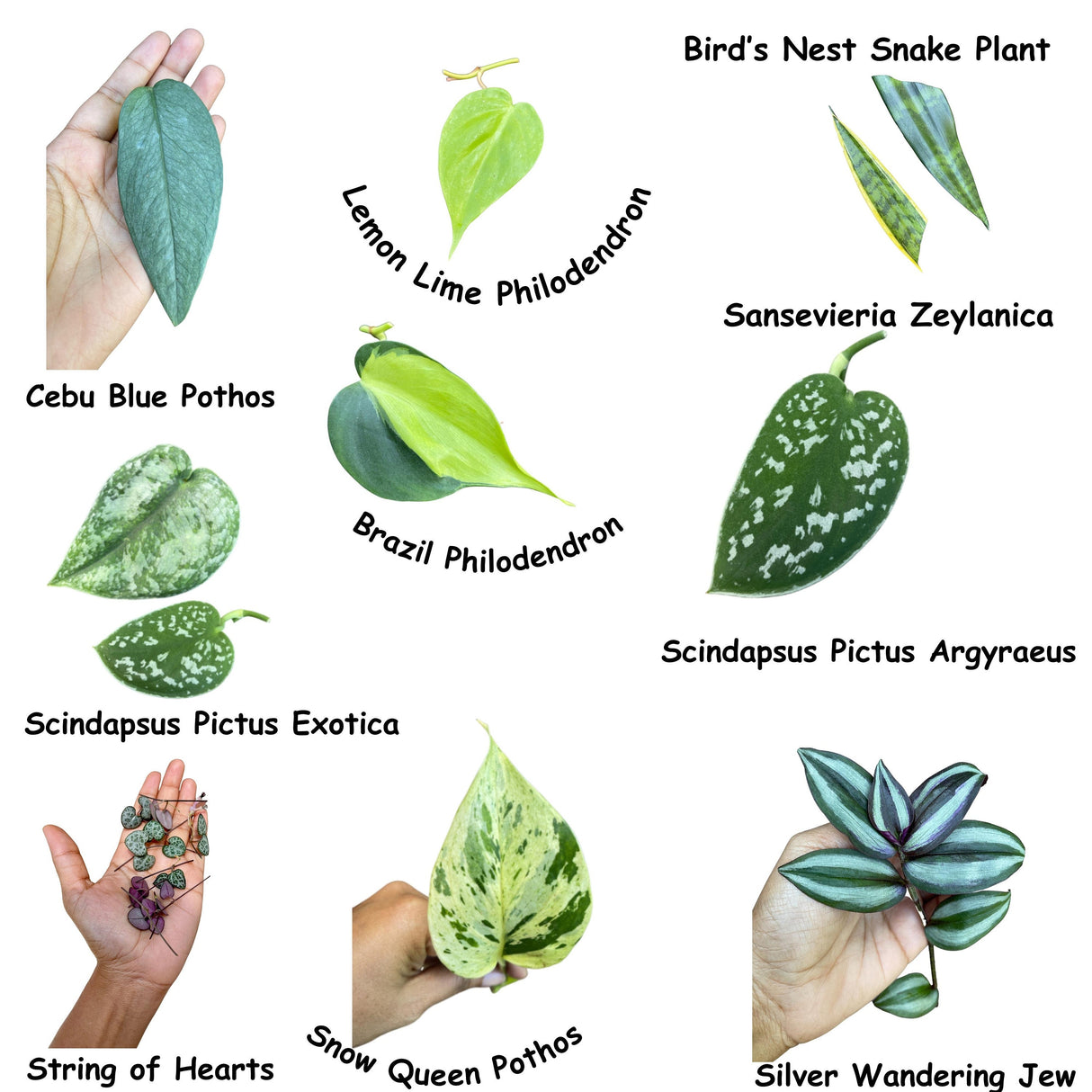 Indoor Easy Care plant Cuttings Bundle - Mystery Box House Plant Clippings  - Cuttings for Propagation Pothos Philodendron Wandering Jew