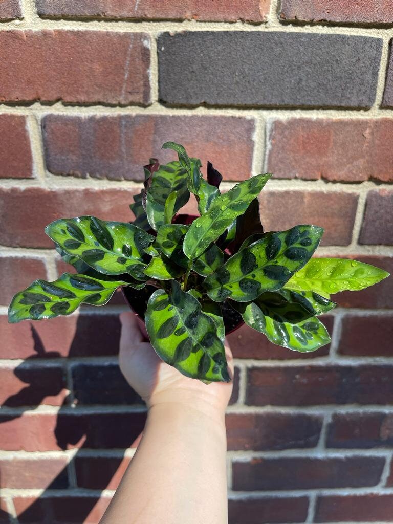 Rare Calathea Lancifolia 2” pot - Air purifier plant - Rare Houseplant - Rattlesnake Plant - SAME PLANT as pictures