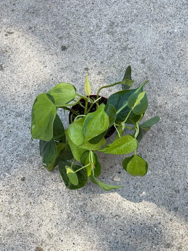 Rare Brazilian philodendron mature vines in 4" Pot- Philodendron Brazil - philodendron hederaceum - SAME PLANT as pictures