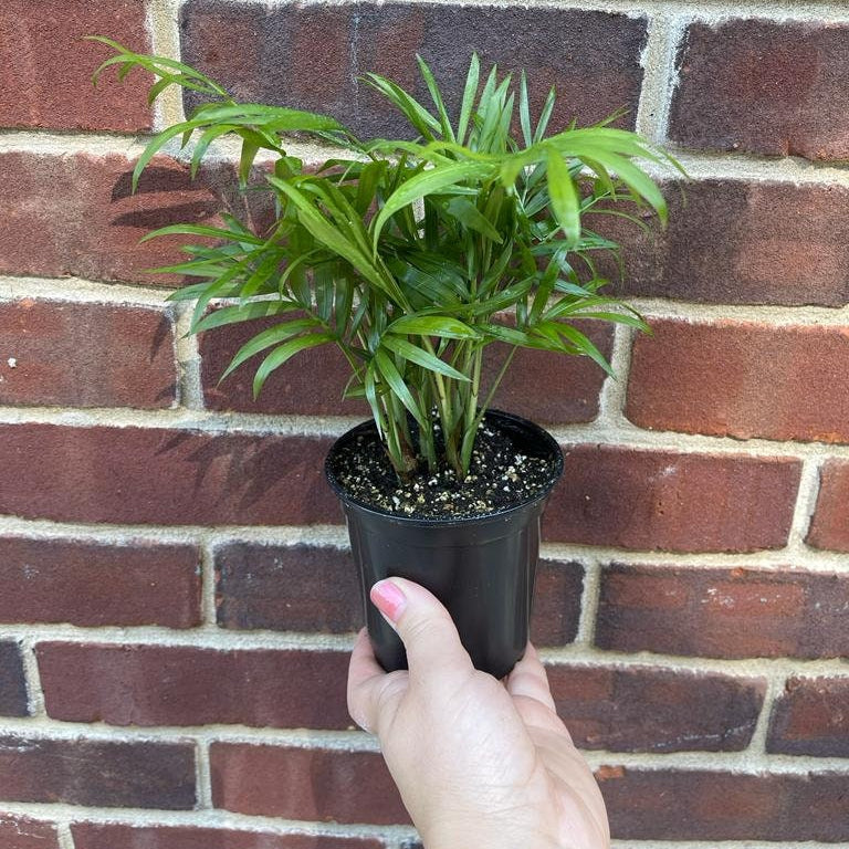 Parlor Palm Indoor Plant 2" Pot - Chamaedorea elegans- Easy care low light House plant - Air Purifier Plant in pot