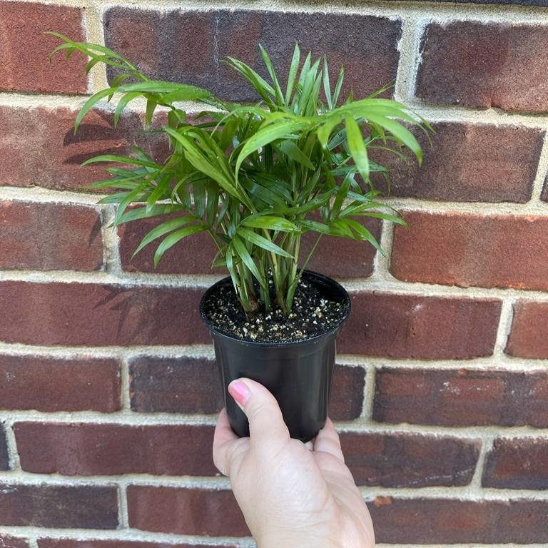 Parlor Palm Indoor Plant 2" Pot - Chamaedorea elegans- Easy care low light House plant - Air Purifier Plant in pot