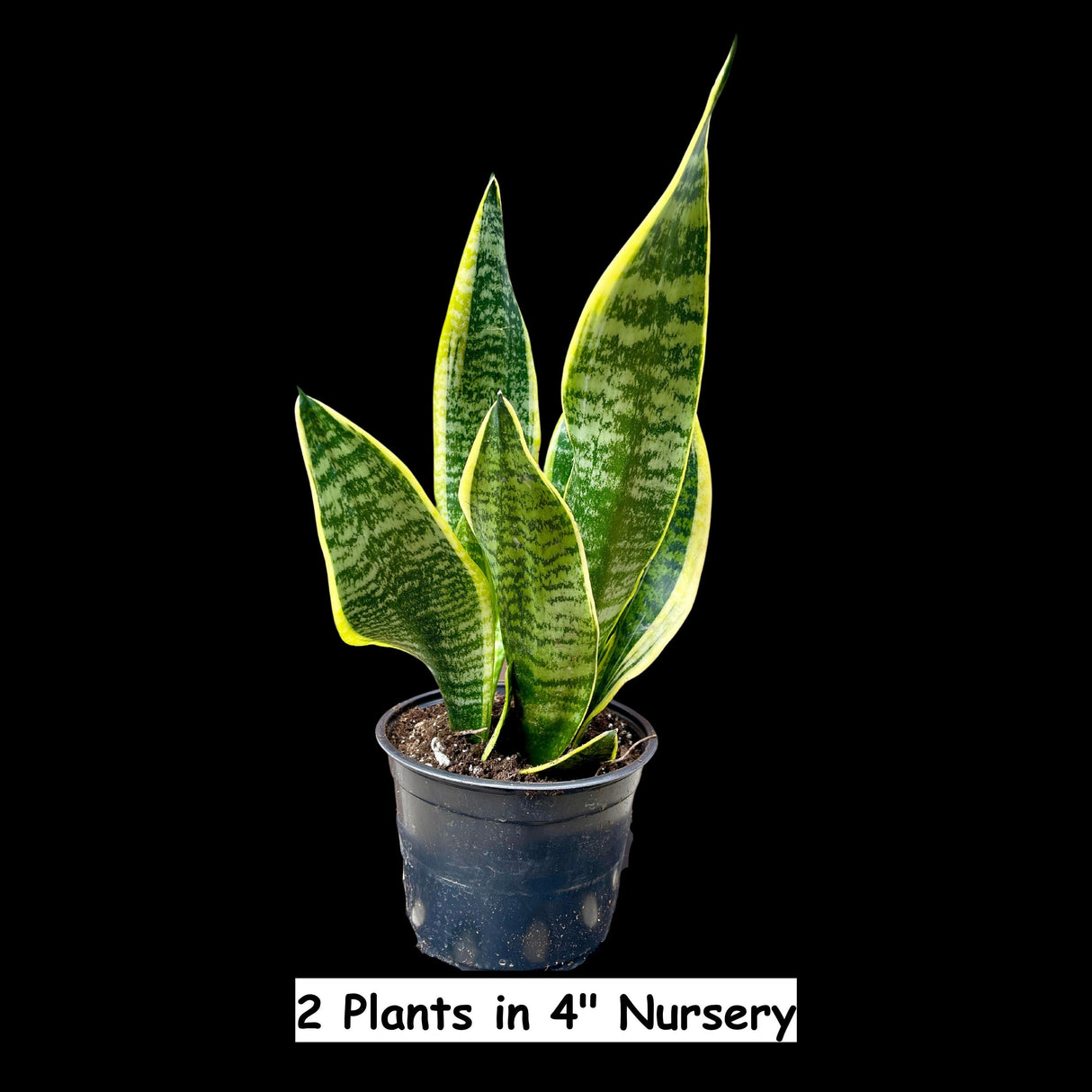 Snake Plant | Mother-In-Law's-Tongue Plant | Sansevieria Zeylanica | Sansevieria Laurentii | Plants for Pets | Air Purifier Plant