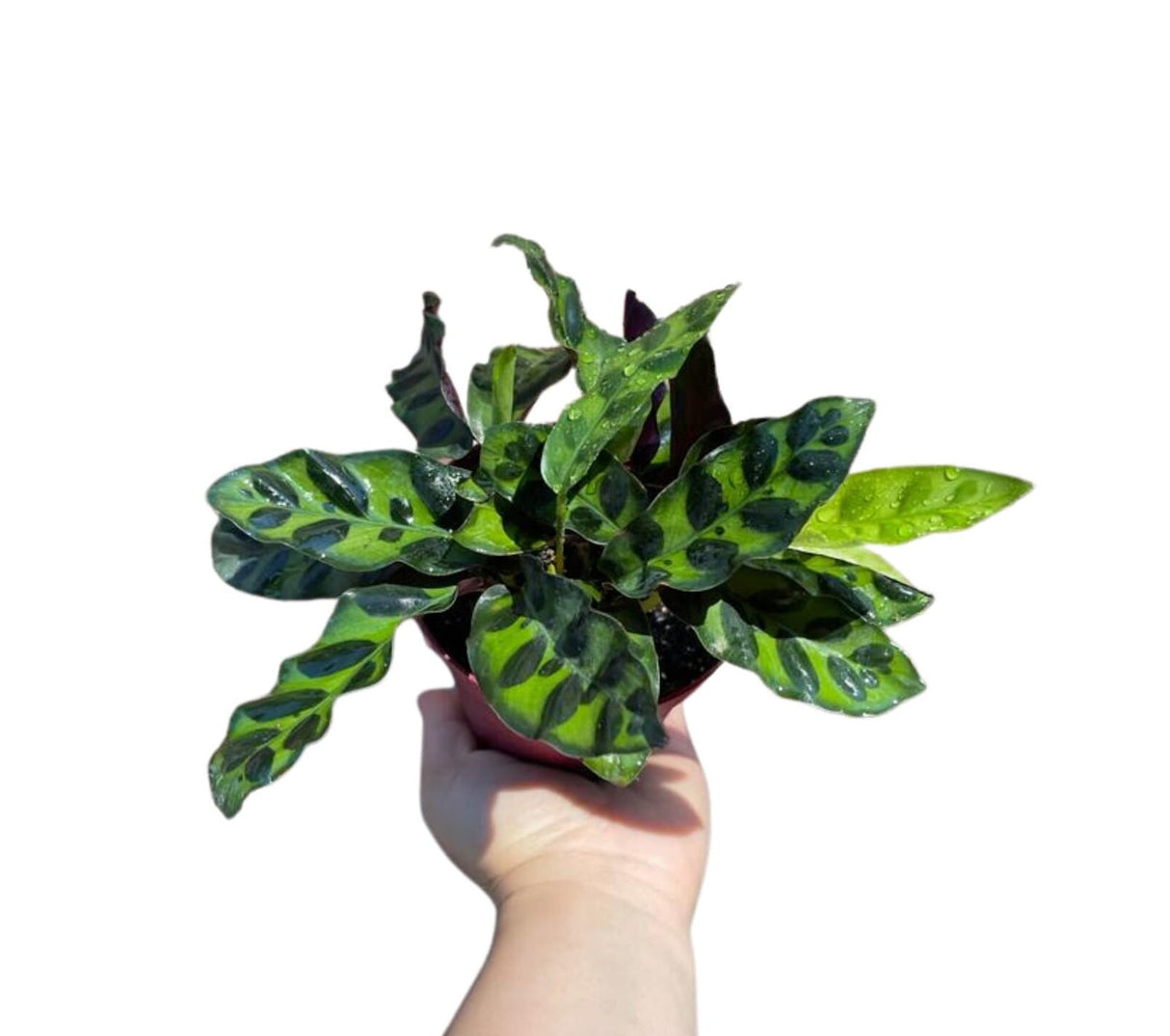 Rare Calathea Lancifolia 2” pot - Air purifier plant - Rare Houseplant - Rattlesnake Plant - SAME PLANT as pictures