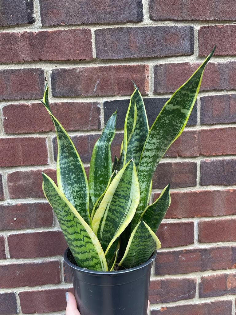 Snake Plant | Mother-In-Law's-Tongue Plant 6" Pot| Sansevieria Zeylanica | Sansevieria Laurentii | Indoor Plants- SAME PLANT as pictures
