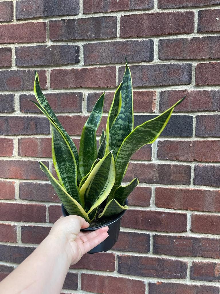 Snake Plant | Mother-In-Law's-Tongue Plant 6" Pot| Sansevieria Zeylanica | Sansevieria Laurentii | Indoor Plants- SAME PLANT as pictures