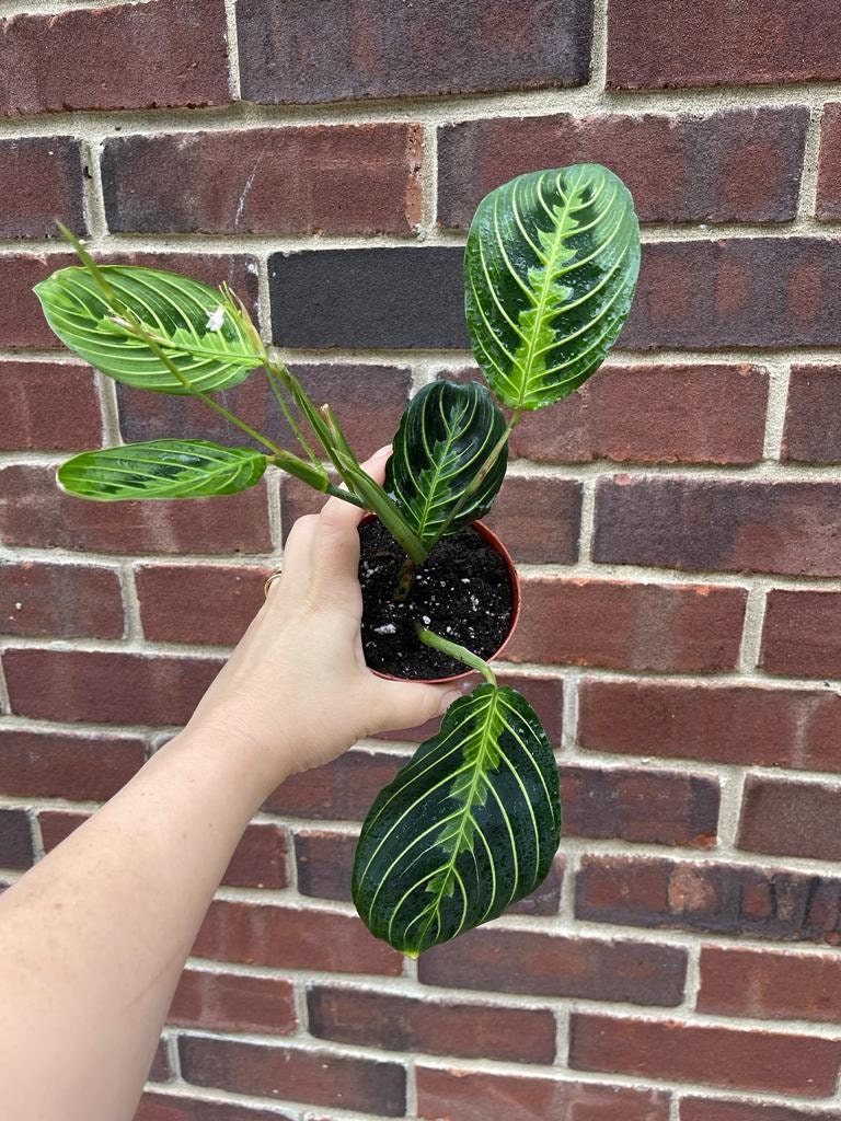 Live Lemon Prayer Plant large mature plant - Maranta Leuconeura - Lemon Lime houseplant - Maranta Lemon Lime - SAME PLANT as images