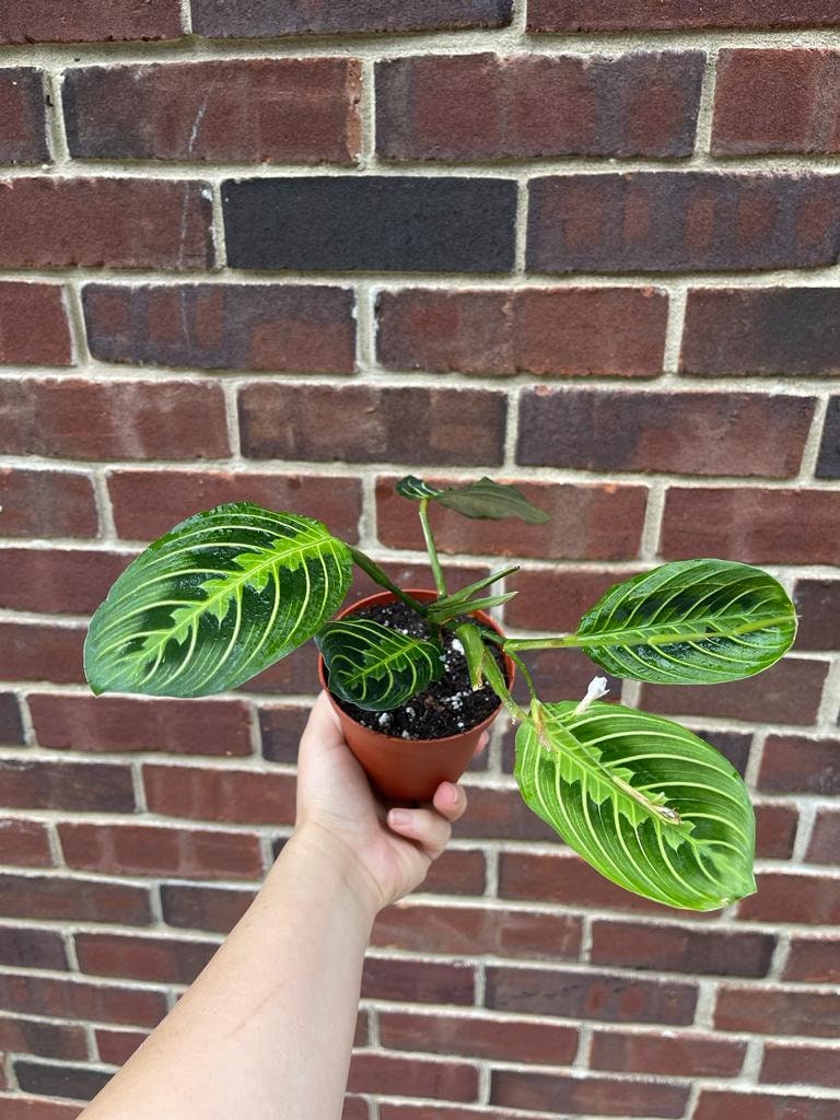 Live Lemon Prayer Plant large mature plant - Maranta Leuconeura - Lemon Lime houseplant - Maranta Lemon Lime - SAME PLANT as images