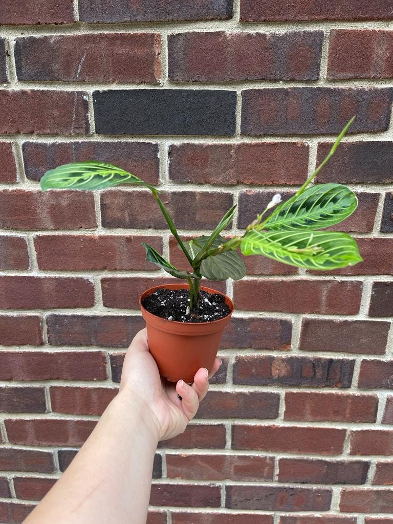 Live Lemon Prayer Plant large mature plant - Maranta Leuconeura - Lemon Lime houseplant - Maranta Lemon Lime - SAME PLANT as images