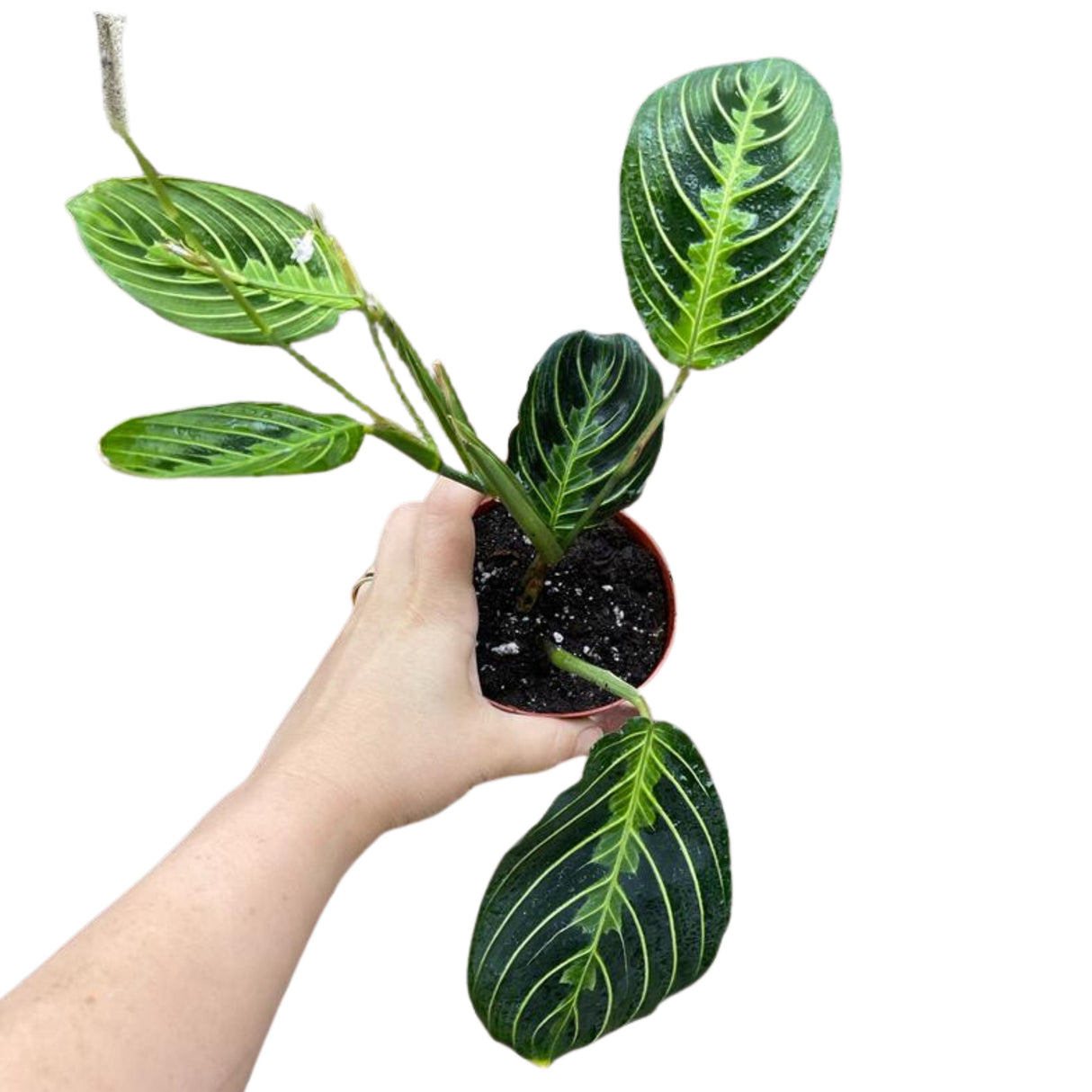 Live Lemon Prayer Plant large mature plant - Maranta Leuconeura - Lemon Lime houseplant - Maranta Lemon Lime - SAME PLANT as images