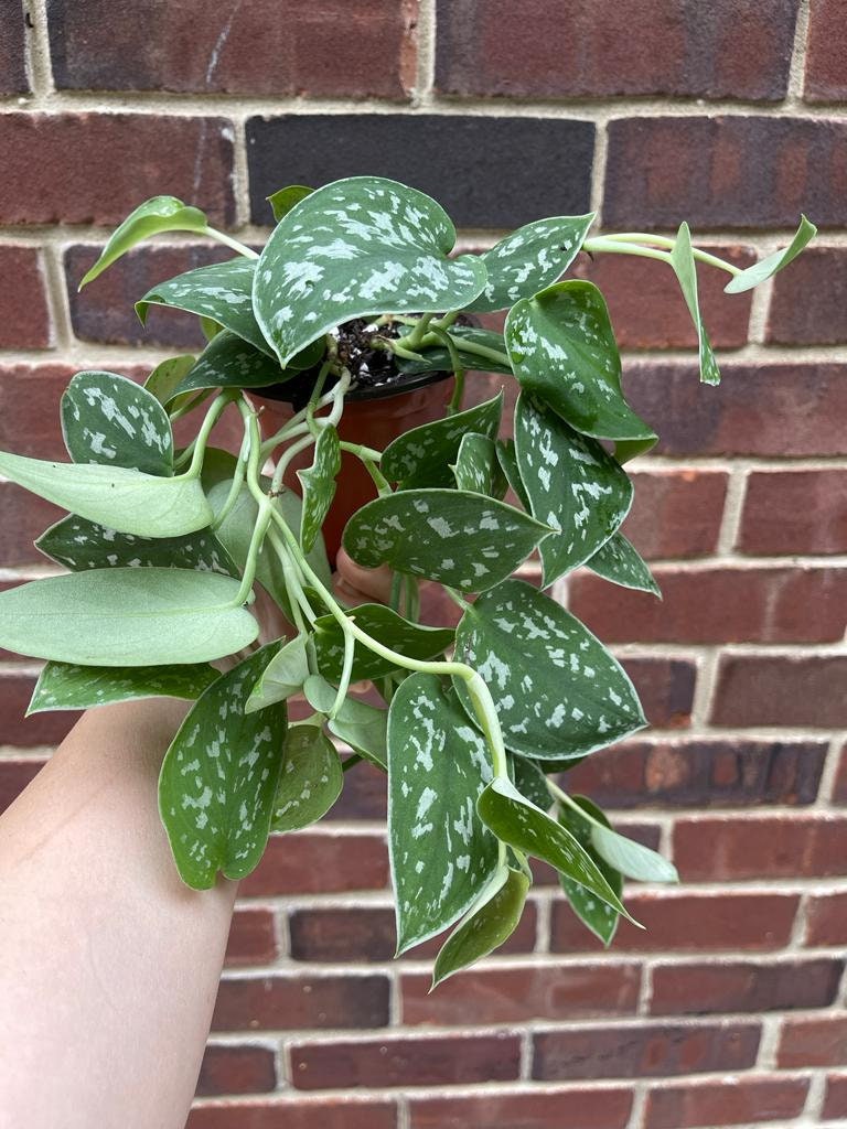 Silver Pothos Live plant with mature vines - Scindapsus Pictus Argyraeus - SAME PLANT as images