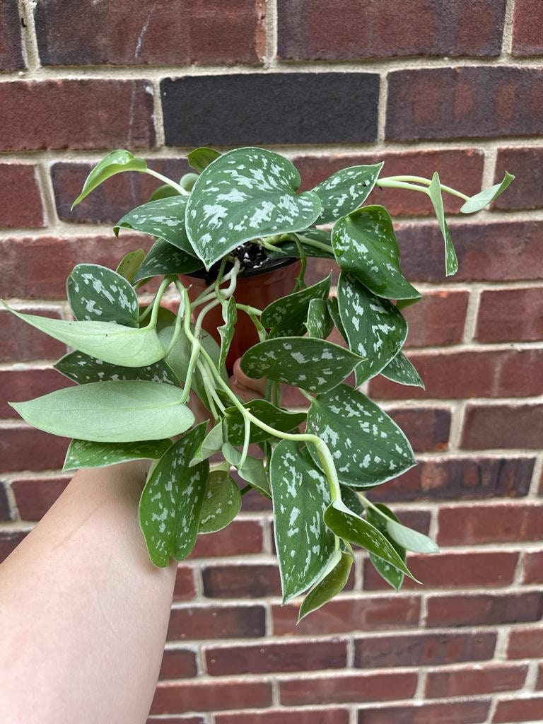 Silver Pothos Live plant with mature vines - Scindapsus Pictus Argyraeus - SAME PLANT as images