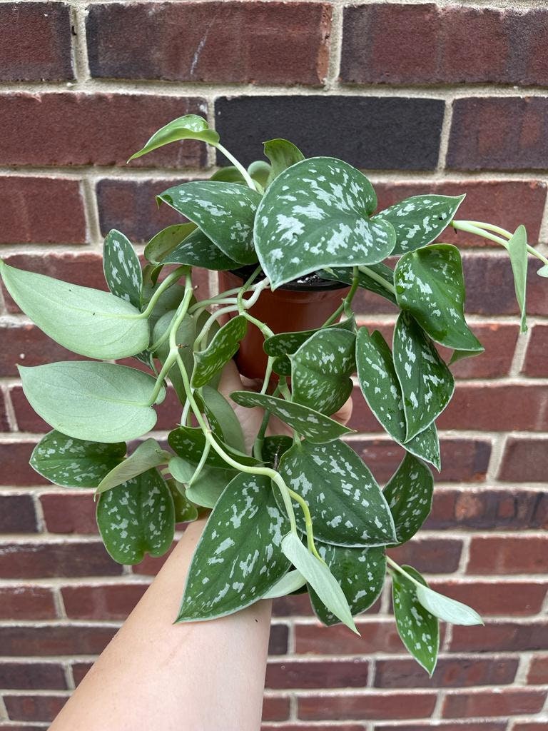 Silver Pothos Live plant with mature vines - Scindapsus Pictus Argyraeus - SAME PLANT as images