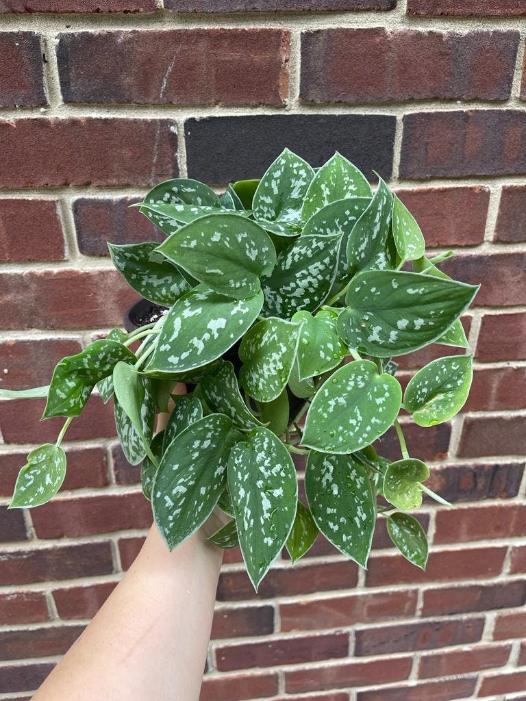 Silver Pothos Live plant 6" pot with mature vines - Scindapsus Pictus Argyraeus