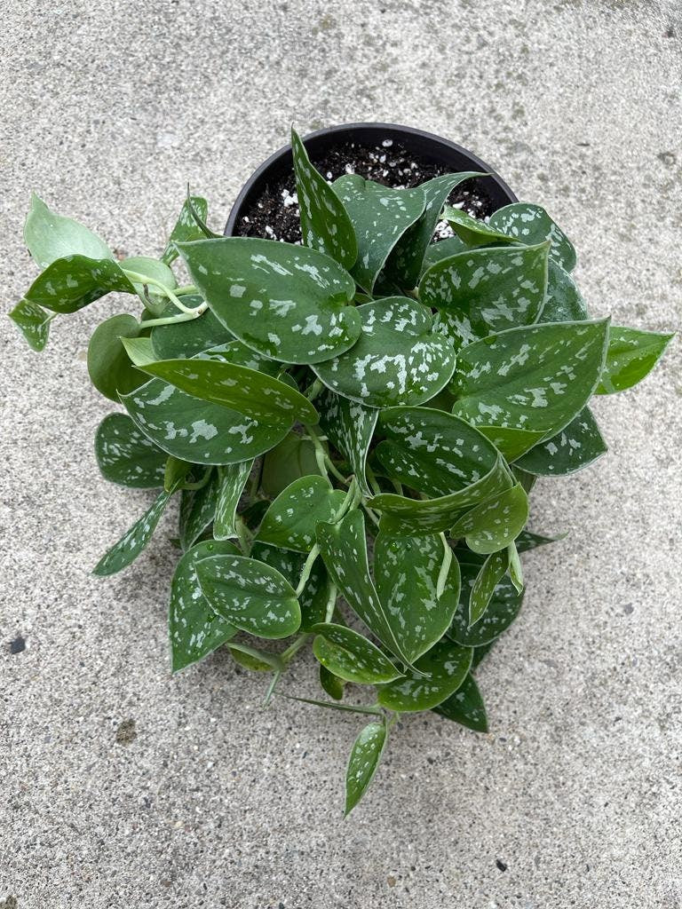 Silver Pothos Live plant 6" pot with mature vines - Scindapsus Pictus Argyraeus