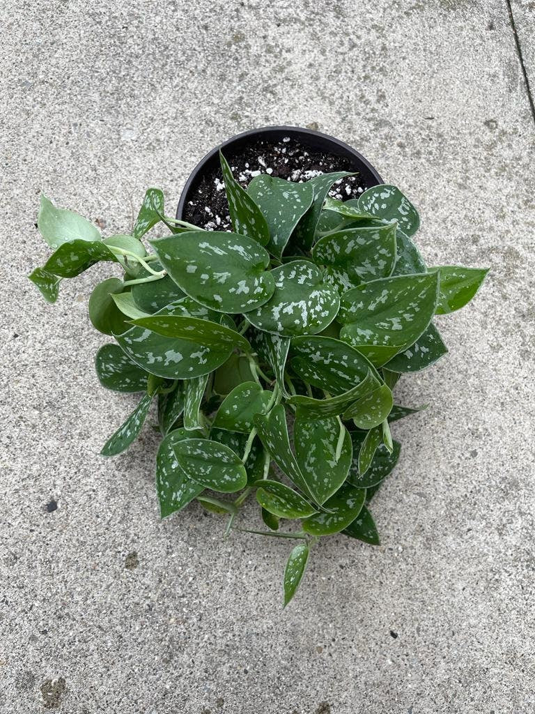 Silver Pothos Live plant 6" pot with mature vines - Scindapsus Pictus Argyraeus