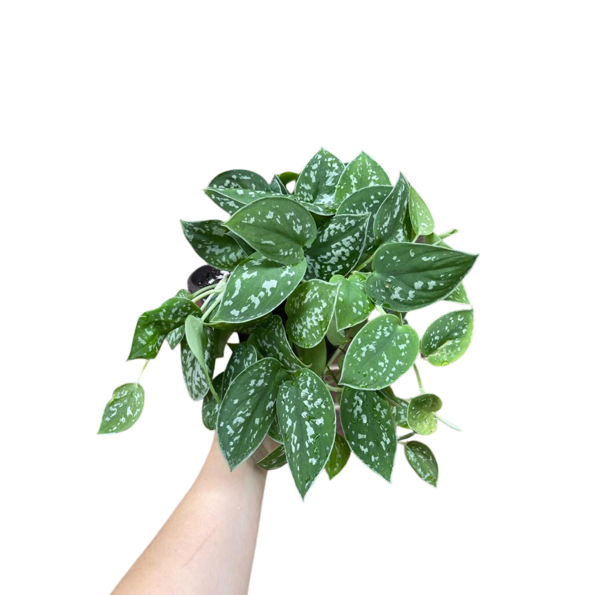 Silver Pothos Live plant 6" pot with mature vines - Scindapsus Pictus Argyraeus