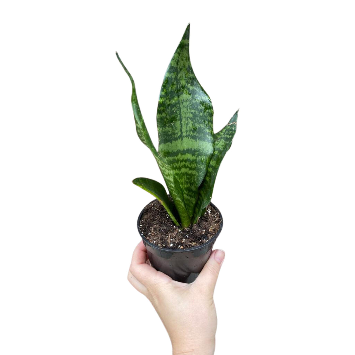 Snake Plant in 3" Pot | Mother-In-Law's-Tongue Plant | Sansevieria Zeylanica | Dracaena trifasciata | Indoor Plants - SAME PLANT as images