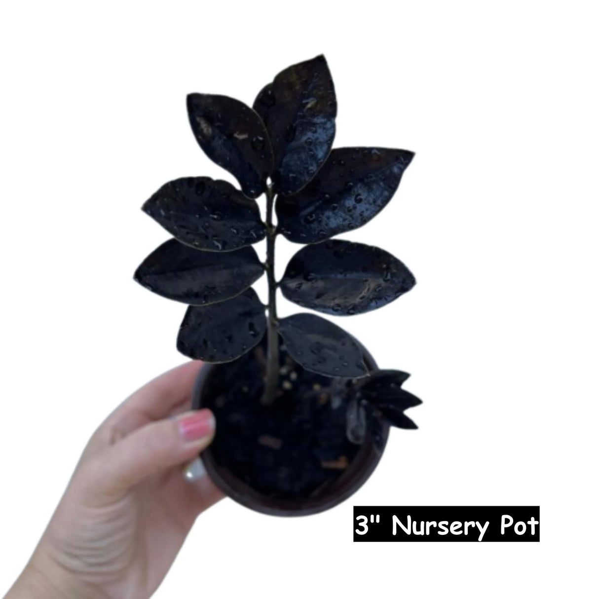 Raven ZZ plant | Indoor Live Zamioculcas Zamiifolia Raven Plant | Rare Indoor Plant | Zansibar gem | Black ZZ Plant
